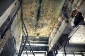 Best Emergency Mold Remediation in Madison, NJ